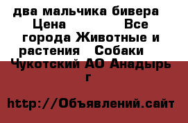 два мальчика бивера › Цена ­ 19 000 - Все города Животные и растения » Собаки   . Чукотский АО,Анадырь г.
